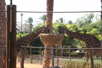 giraffs