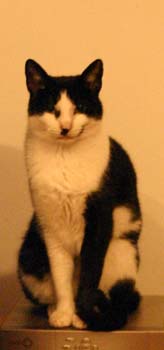 cat-0090