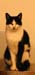 cat-0090